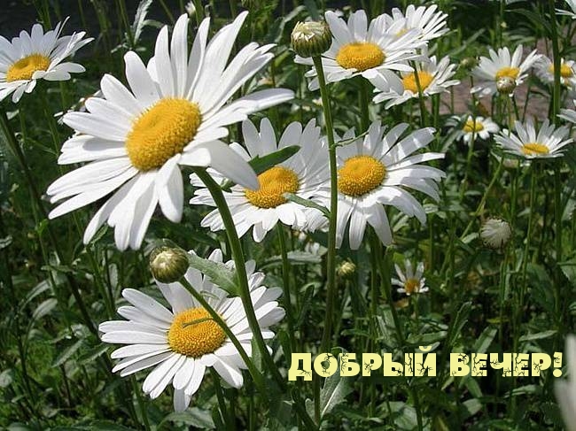 Добрый вечер