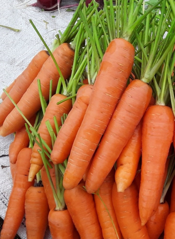 Морковь Хрустящее Счастье (УД) 2 гр цв п
