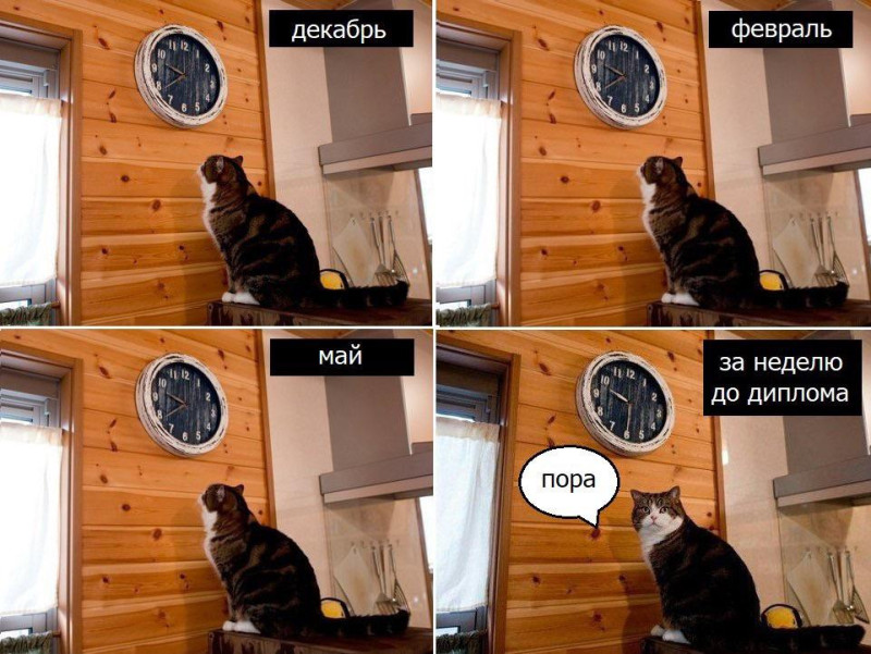 Я и диплом