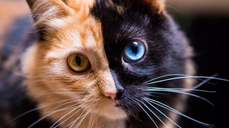 Красавчик 🐱