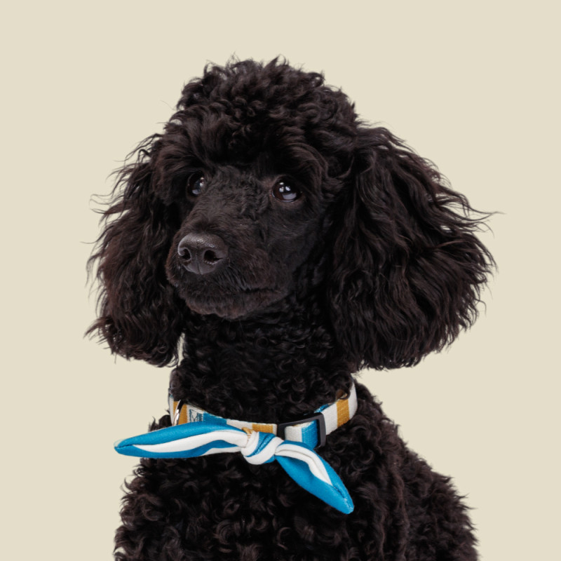 Rurri Ошейник-бандана для собак Аквамарин, M, обхват шеи 35-50 см, ширина 1,9 см, песочно-синяя