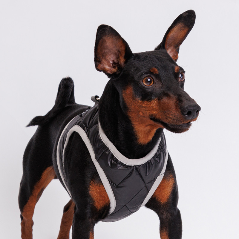 Rurri Шлейка со светоотражающей лентой для собак, L, обхват груди 36-39 см, обхват шеи 26-28 см, черная