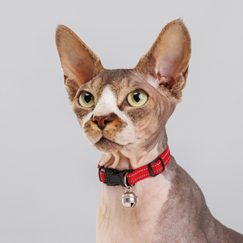 Petmax Ошейник нейлоновый светоотражающий с колокольчиком для кошек, 1х30 см, красный