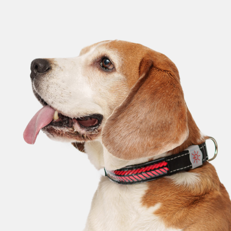 Rungo Ошейник светящийся для собак, L, 51-61 см, черный