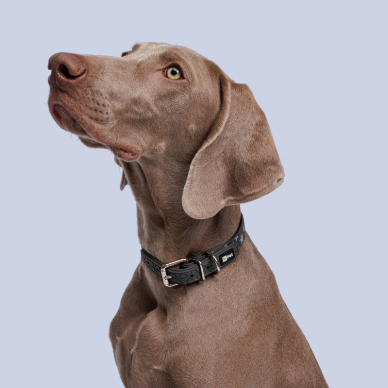 HiPet Ошейник из биотана светоотражающий для собак, 2х35 см, серый со звездами