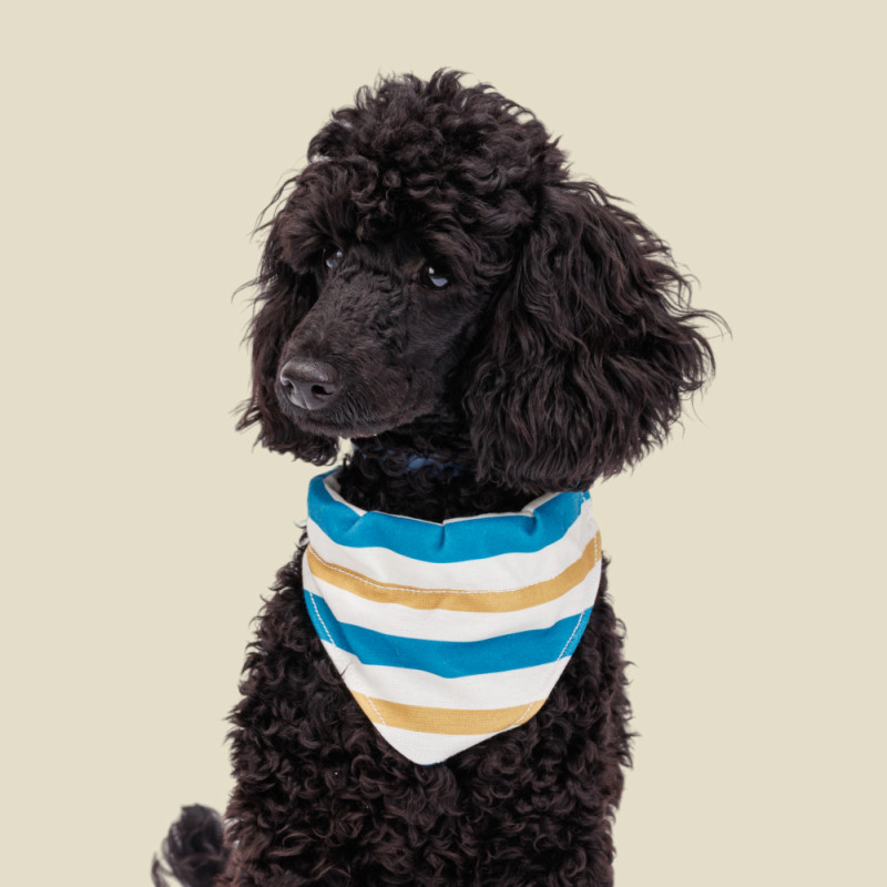 Rurri Ошейник-бандана для собак Аквамарин, M, обхват шеи 35х50 см, ширина 1,9 см, песочно-синяя