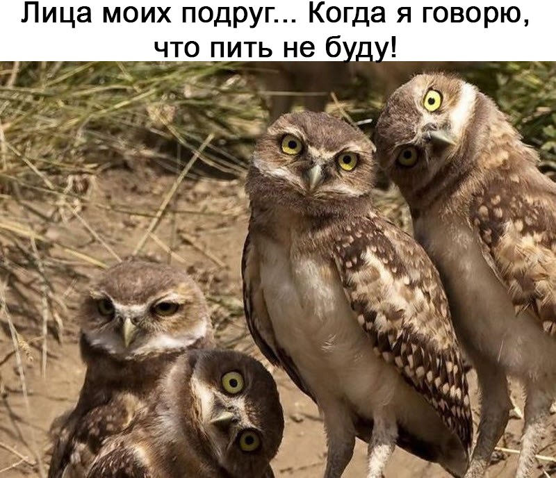 Пить не буду!
